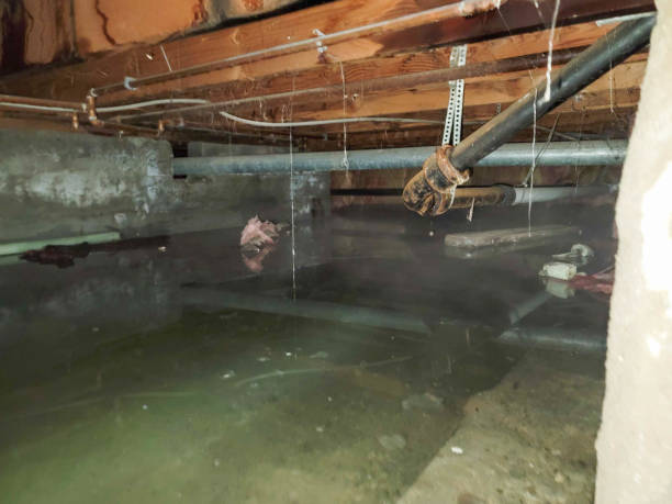 Best Basement water damage restoration  in Jonesville, NC